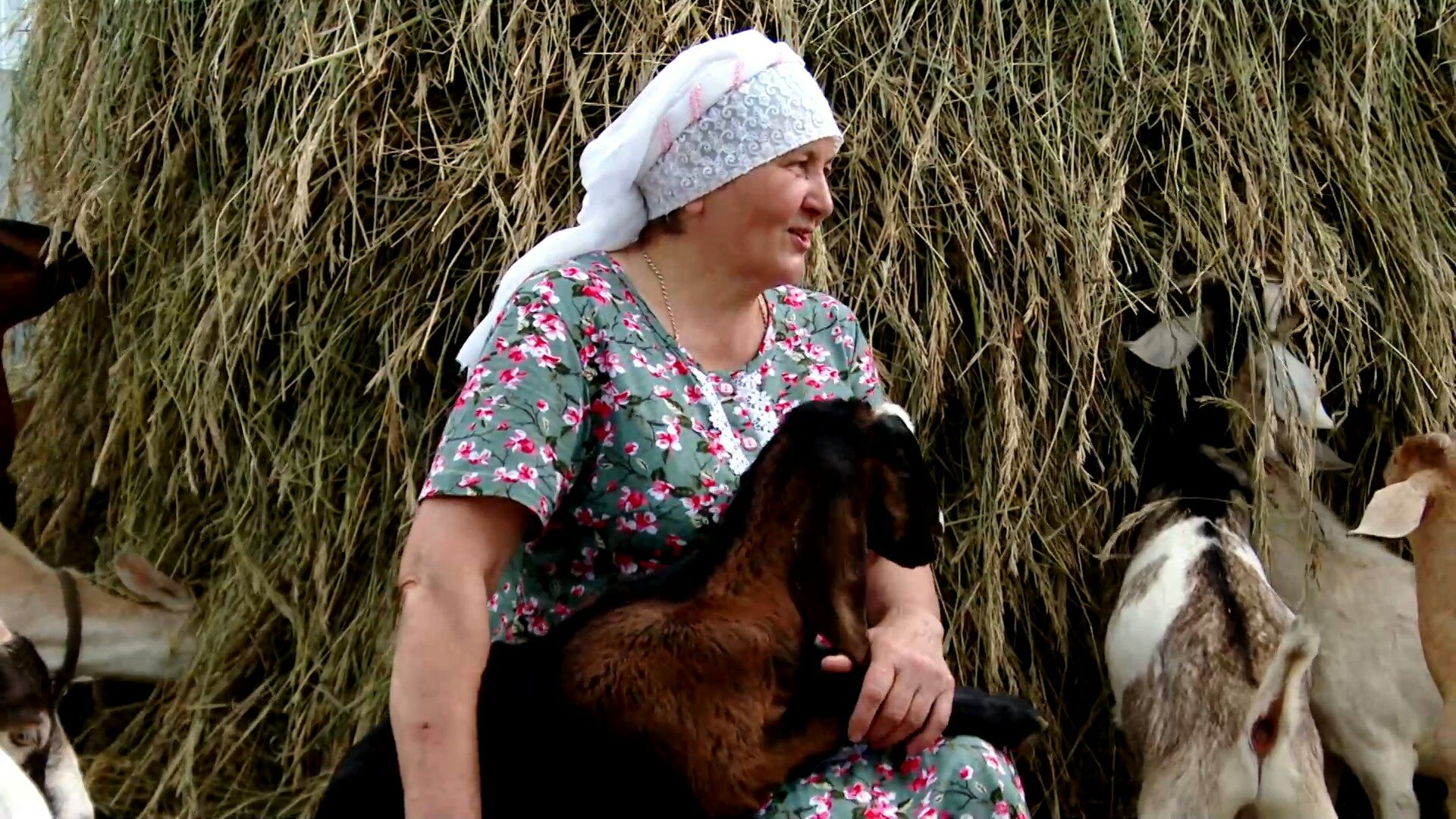 Семья из села Абдрахманово в Альметьевском районе разводит нубийских коз