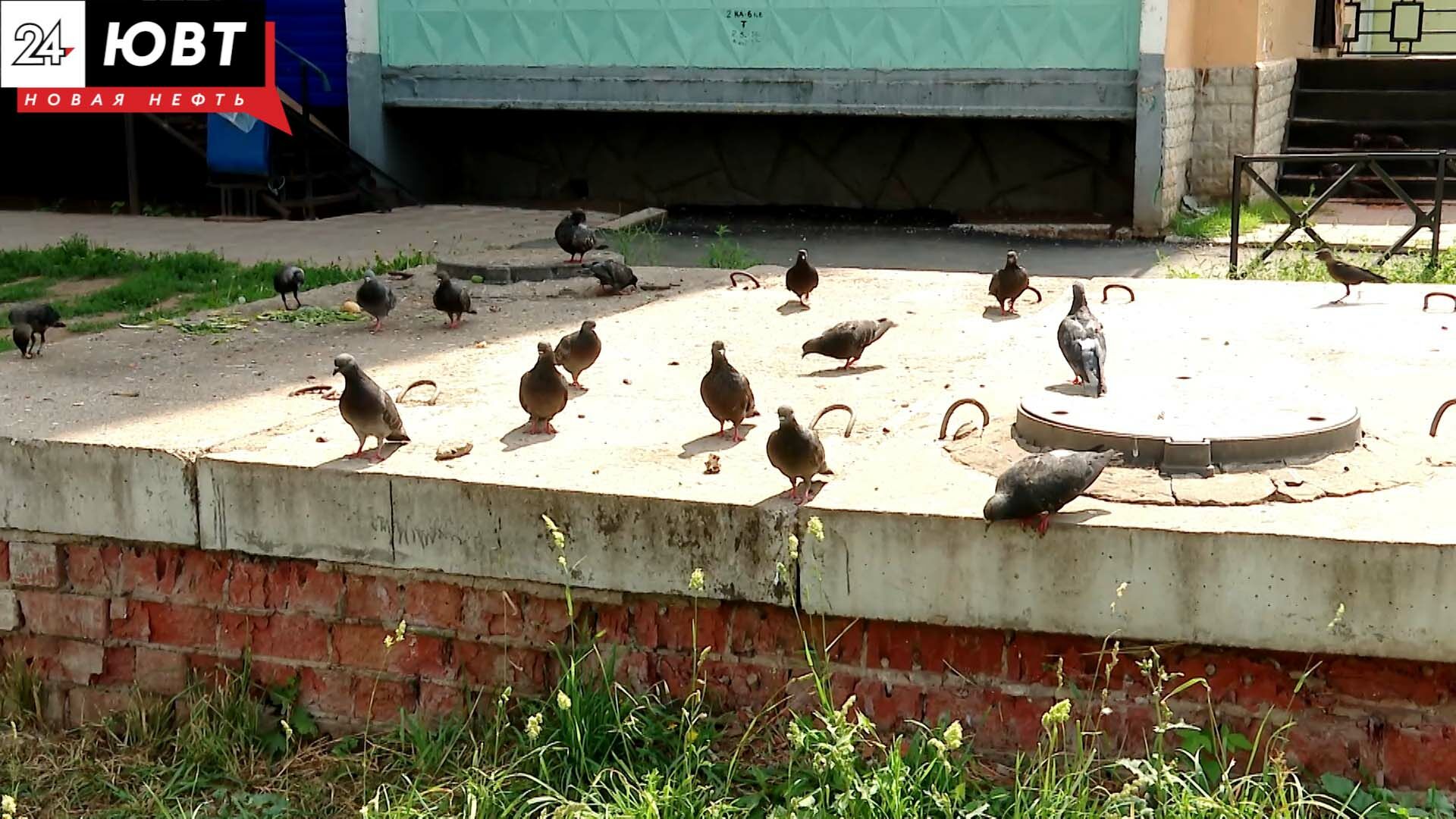 Альметьевцы спорят, кормить голубей или нет