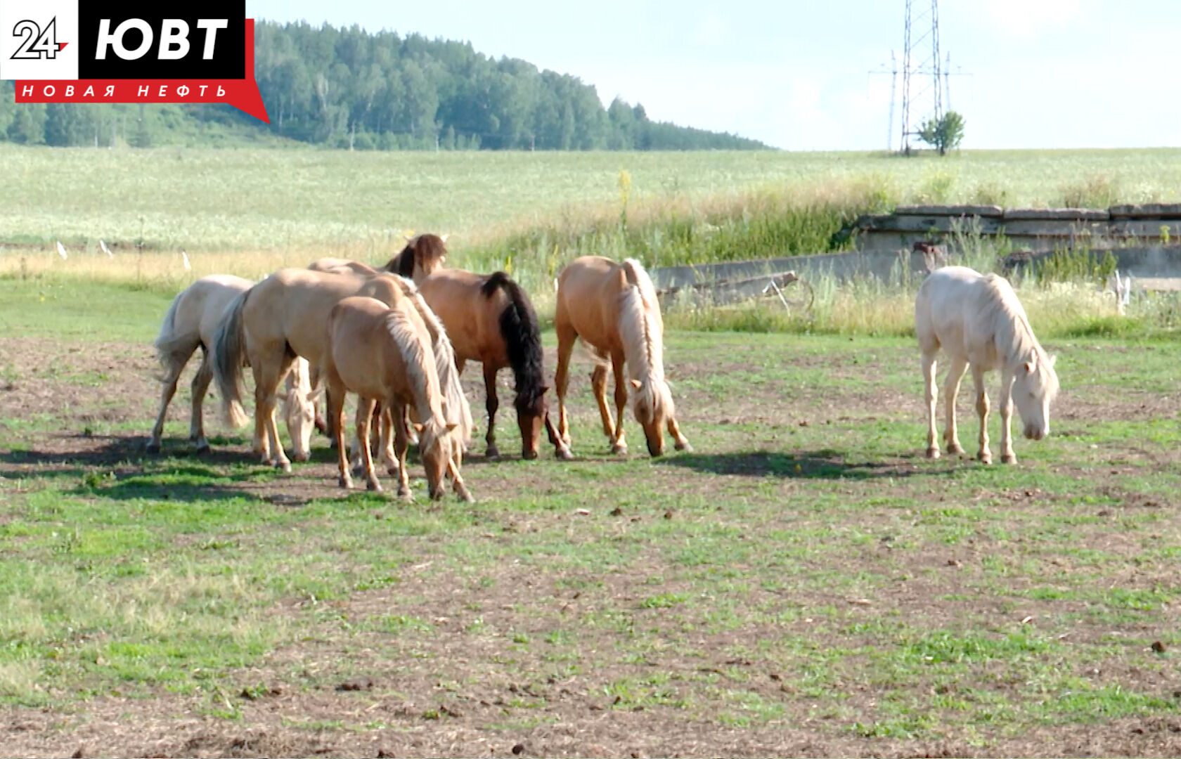 Семья из Лениногорского района держит 500 лошадей татарской породы