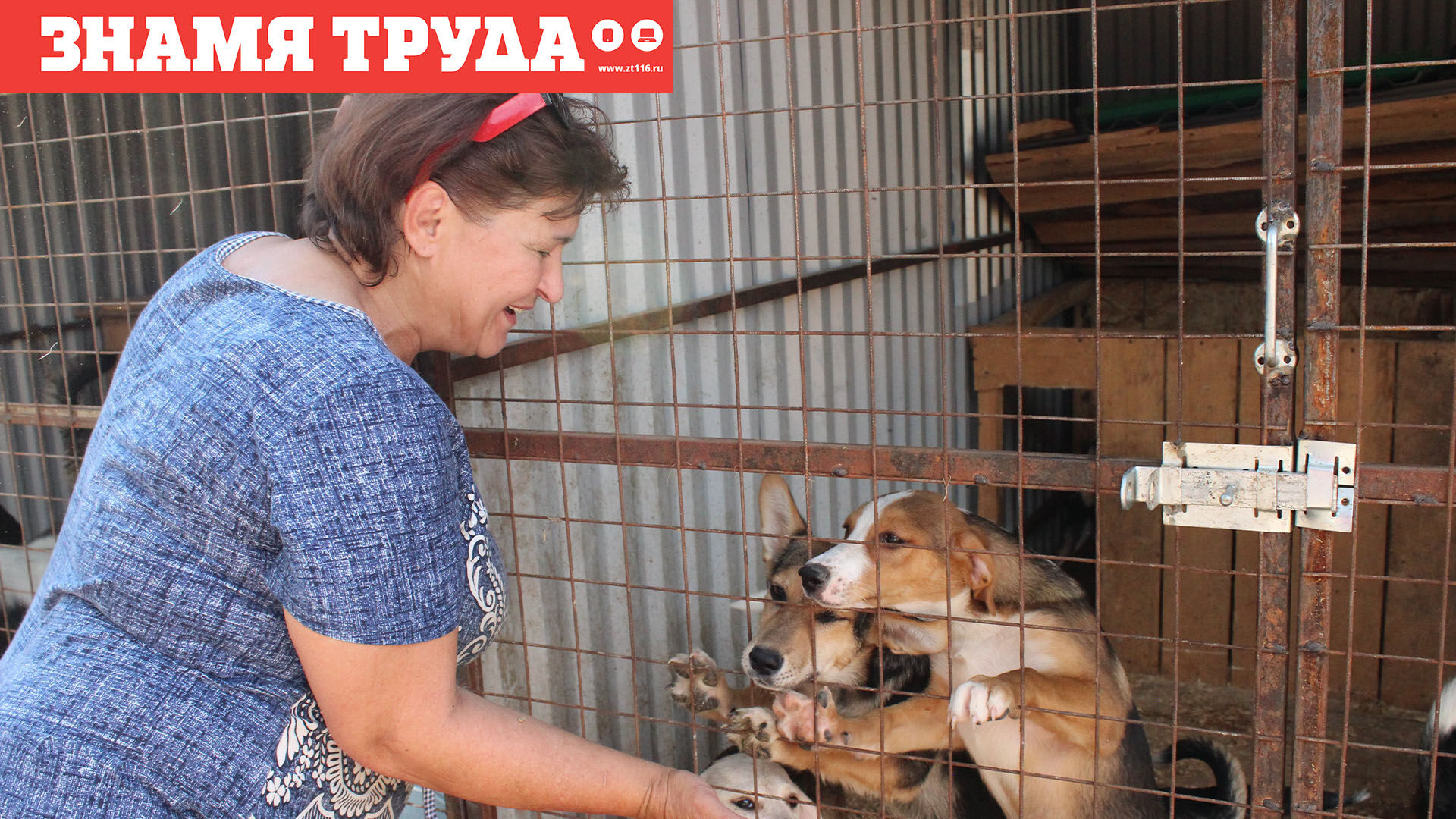 Никогда не сдавайся: реабилитационный центр «Кошкин дом» спасает бездомных животных