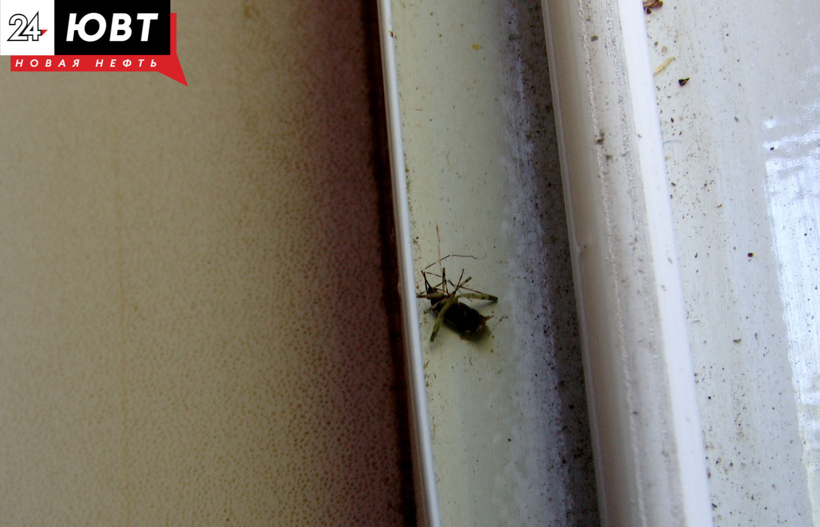 Ветерану из Альметьевска обработают квартиру от насекомых и заменят москитную сетку
