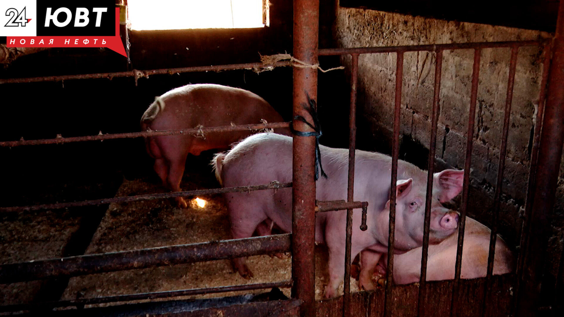 Альметьевские фермеры рассказали, как предотвратить распространение африканской чумы свиней
