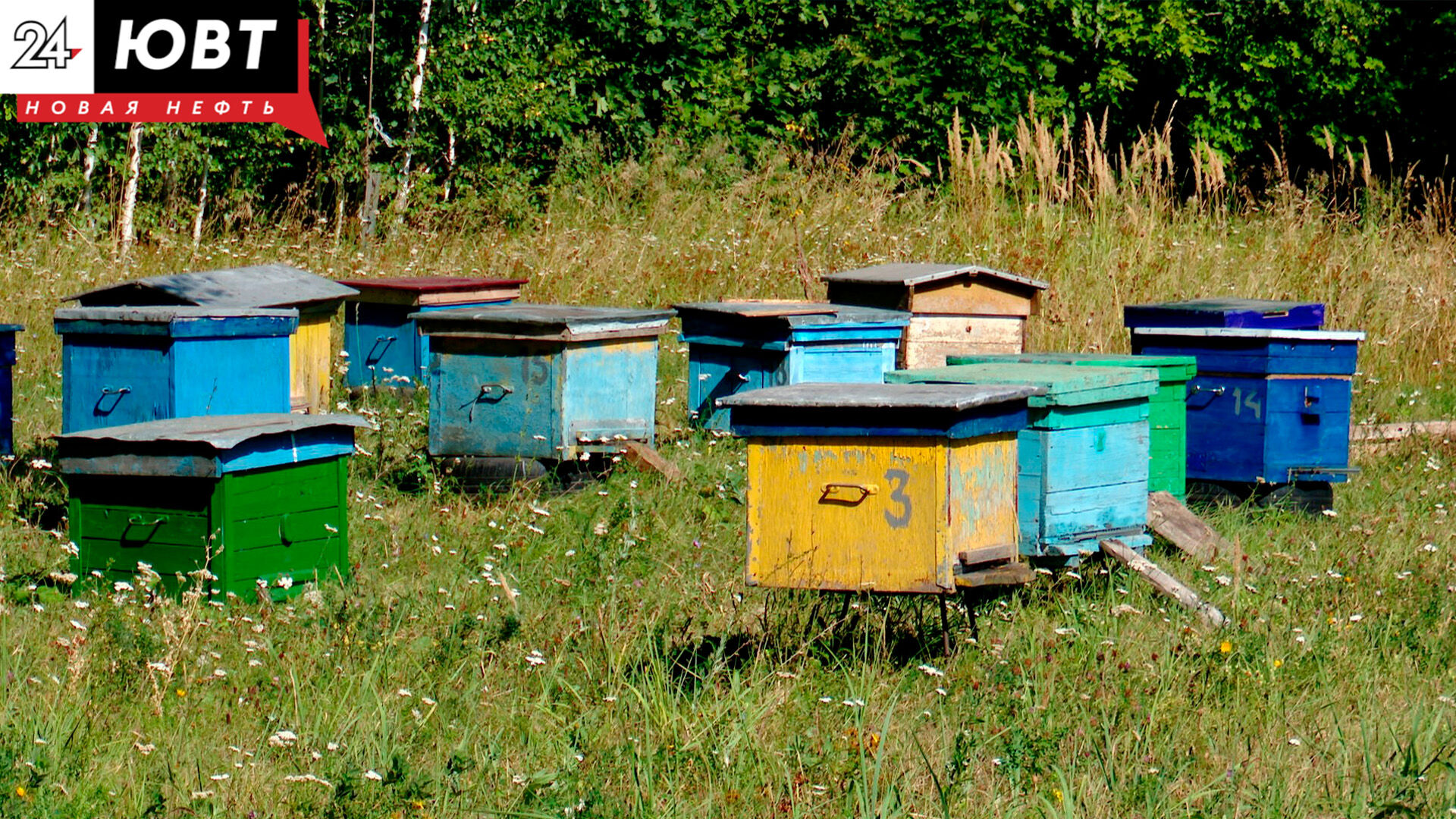 Потомственные пчеловоды из Альметьевского района держат пасеку в лесу