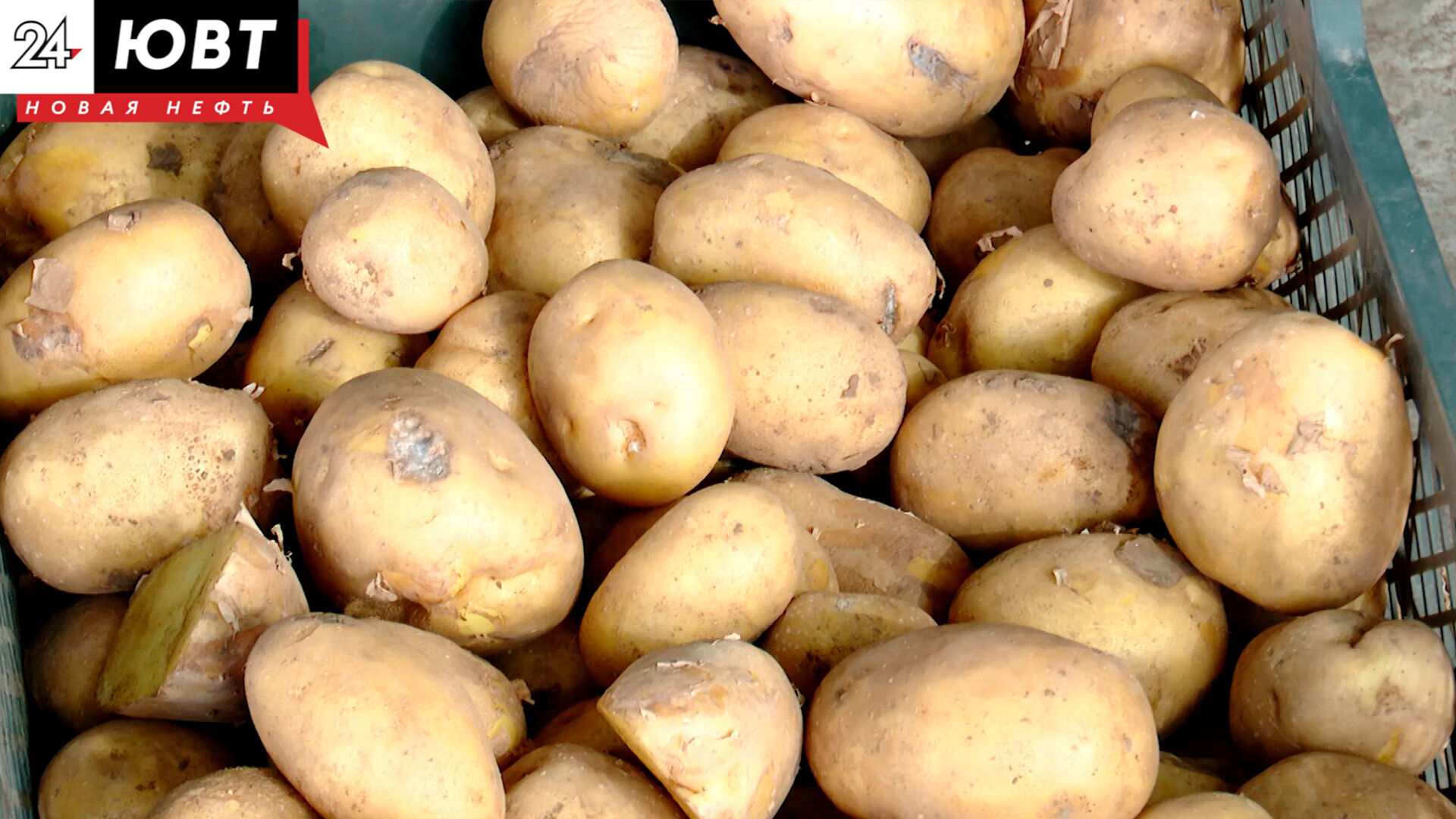 Россельхозцентр разъяснил, как правильно хранить картофель