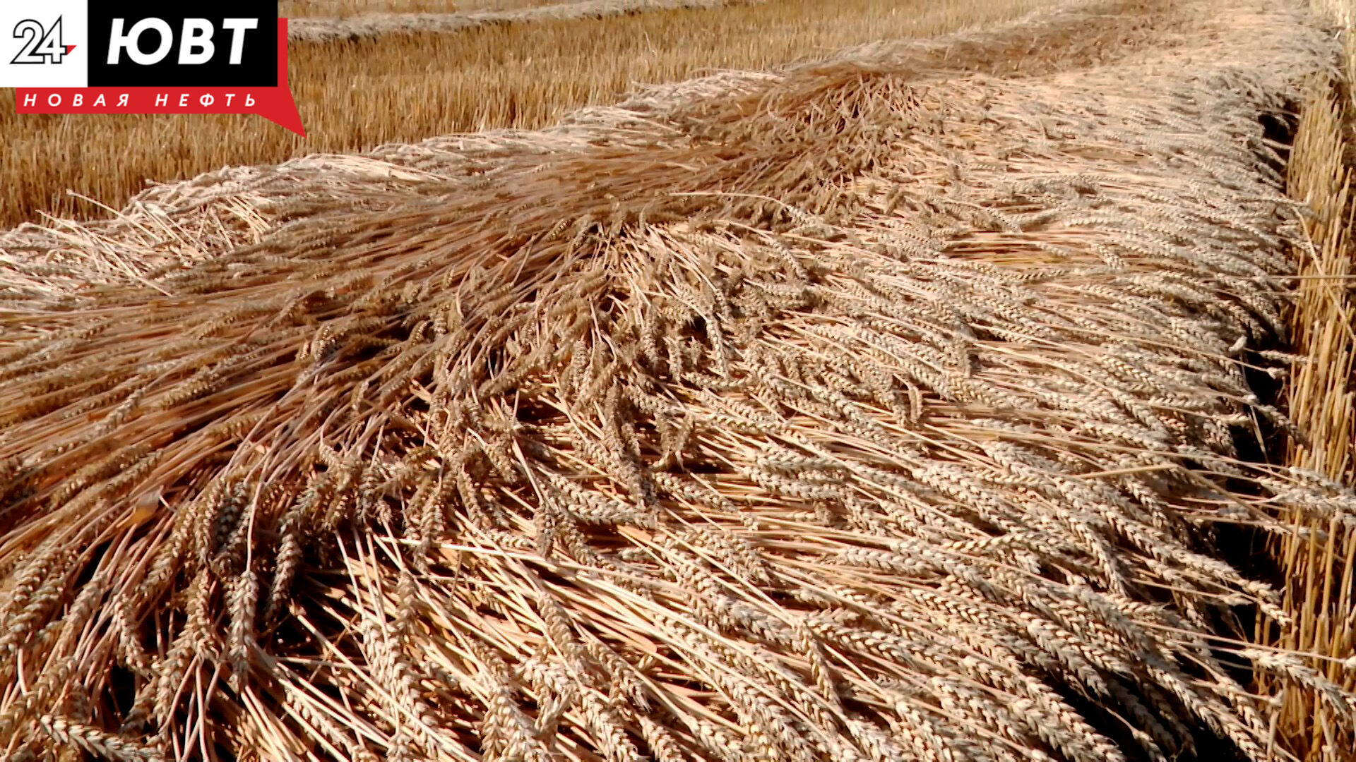 В Татарстане убрано 98% площадей зерновых