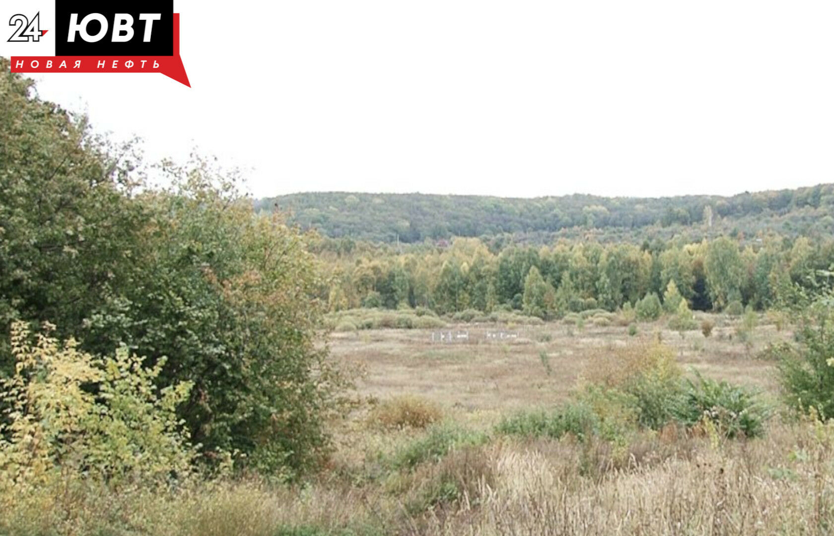 В Татарстан на восстановление лесов было выделено 89,5 млн рублей из федерального бюджета