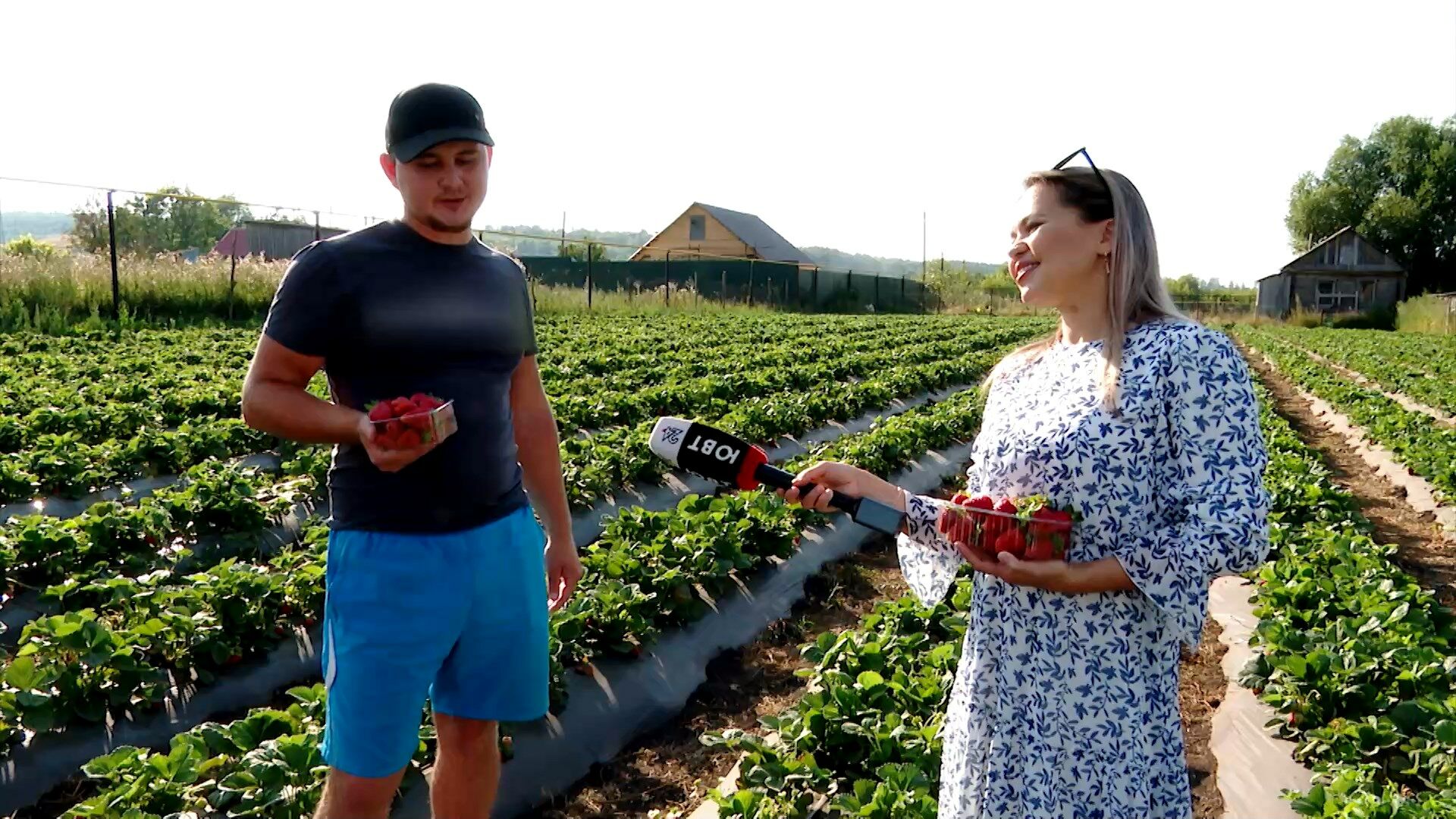 Молодой фермер из Альметьевского района выращивает ремонтантные сорта клубники