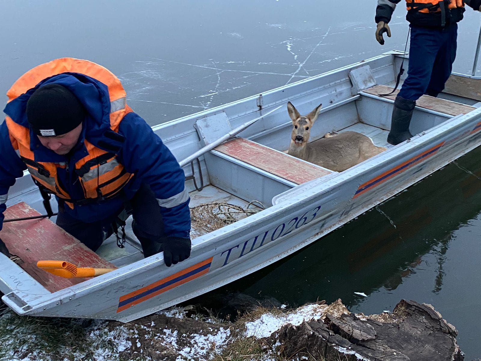 В Бугульминском районе спасли косулю, застрявшую на льду