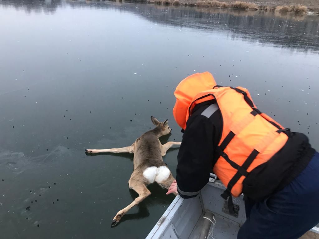 В Бугульминском районе спасли косулю, застрявшую на льду