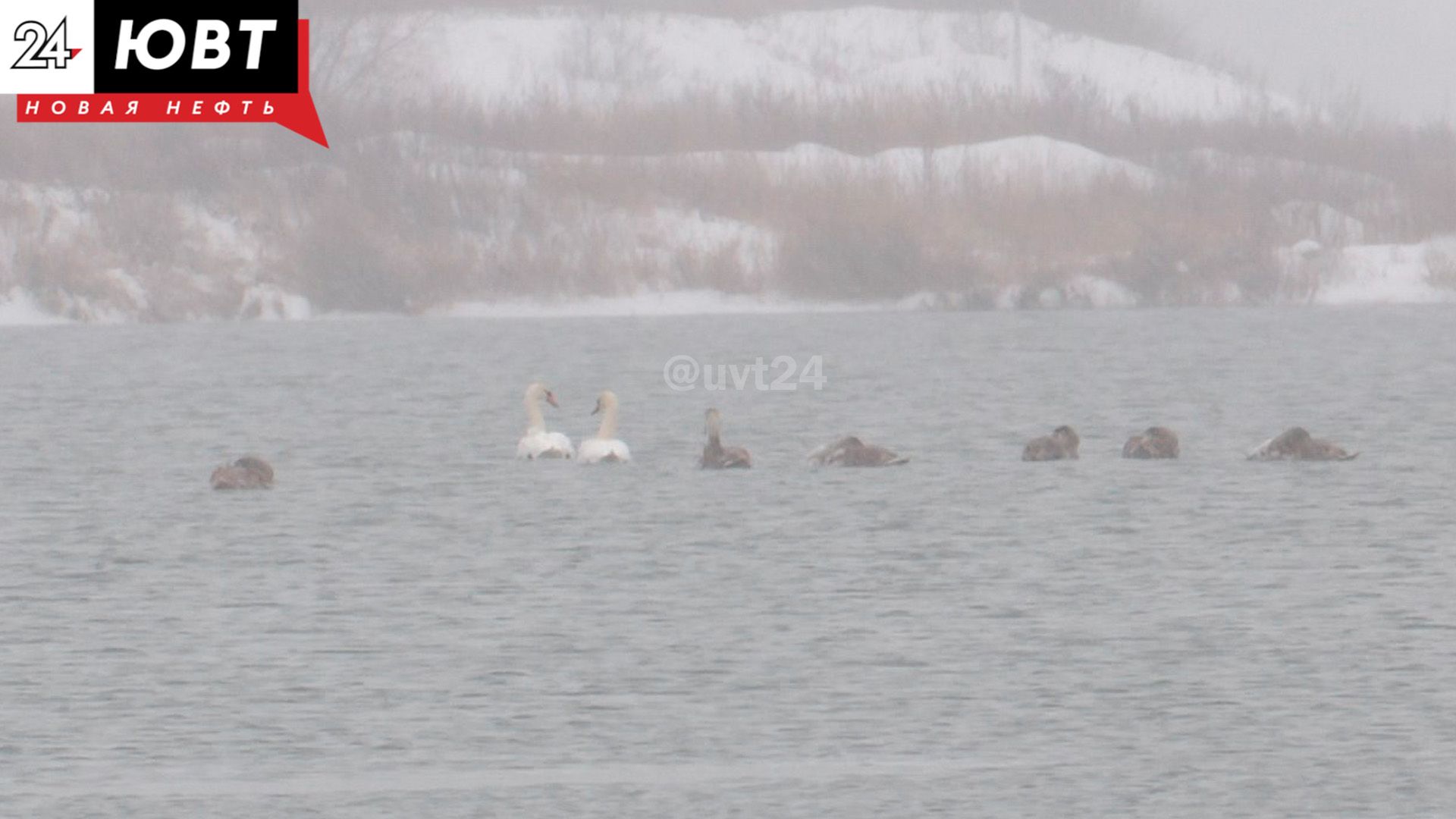 В Альметьевске местные жители заметили на водоеме лебедей