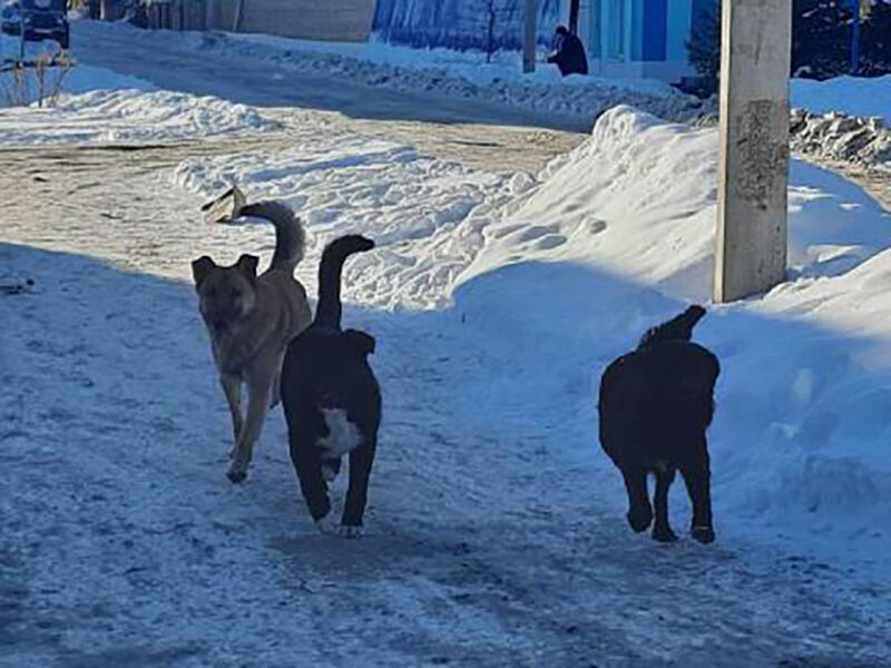 В Альметьевске возросло количество жалоб на бродячих собак