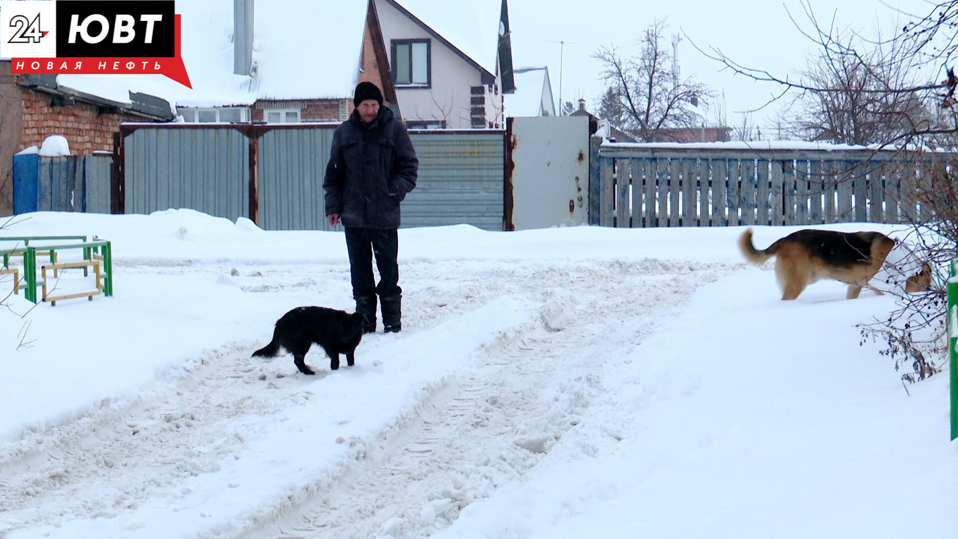 С начала года в Альметьевске отловили более сотни бездомных собак