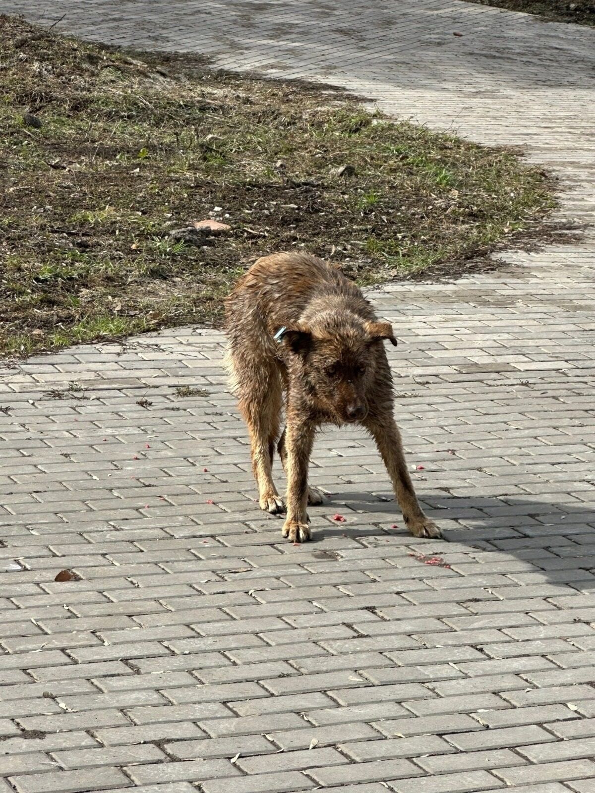 В Бугульме прохожие спасли тонущую в водоёме собаку