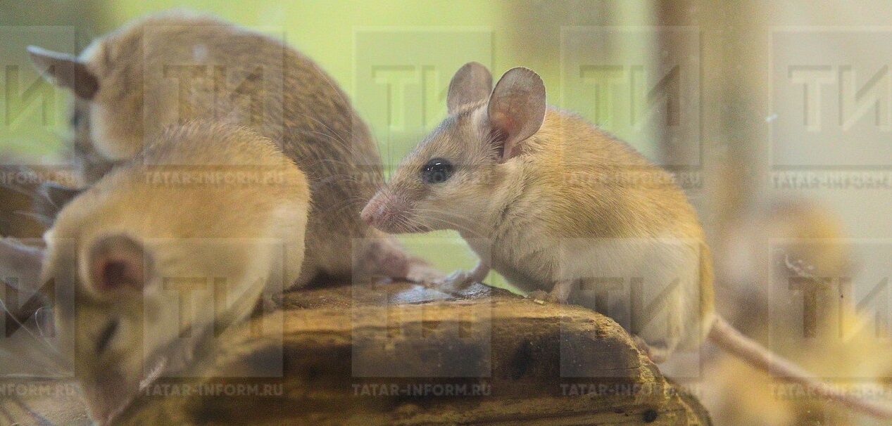 В Татарстане заболеваемость мышиной лихорадкой выросла в три раза
