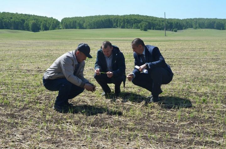 Майские заморозки нанесли ущерб в 19 млн рублей хозяйствам Бавлинского района