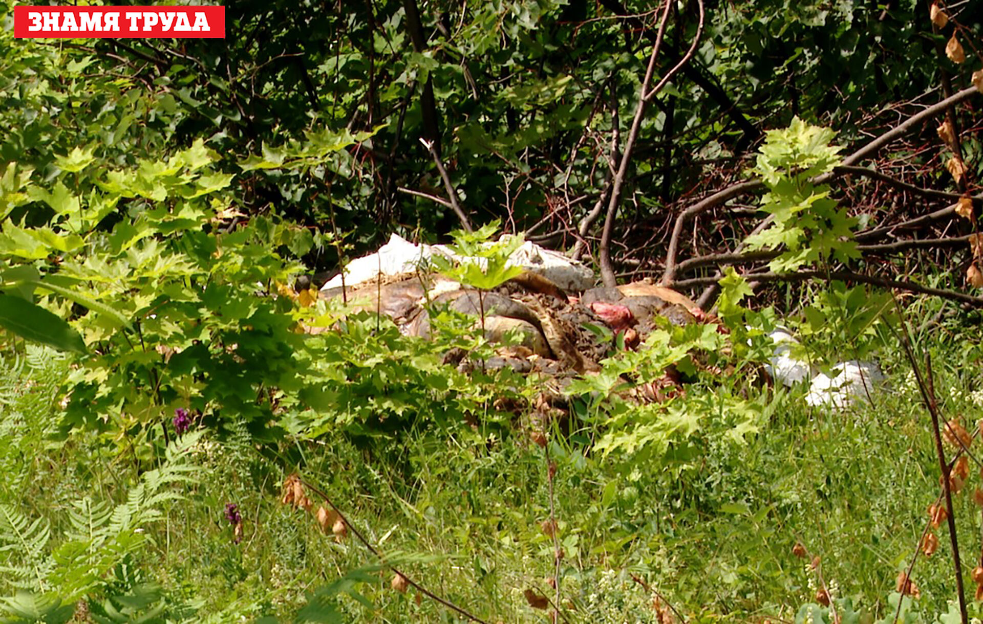 Экологическое ЧП: охотинспекторы Альметьевска обнаружили в лесу незаконный скотомогильник