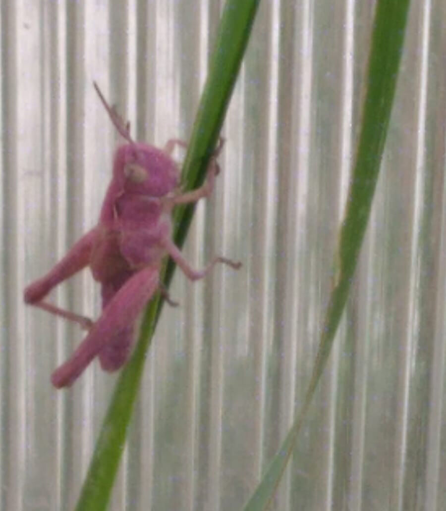 Удивительно, но факт: в Альметьевске обнаружили насекомое необычной розовой окраски