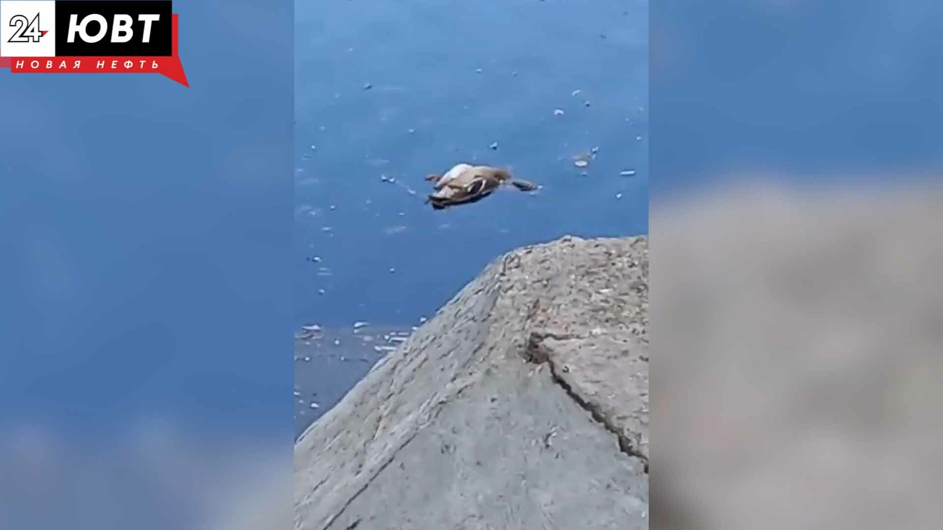 Мёртвая утка в пруду: что произошло с птицей и почему это встревожило альметьевцев