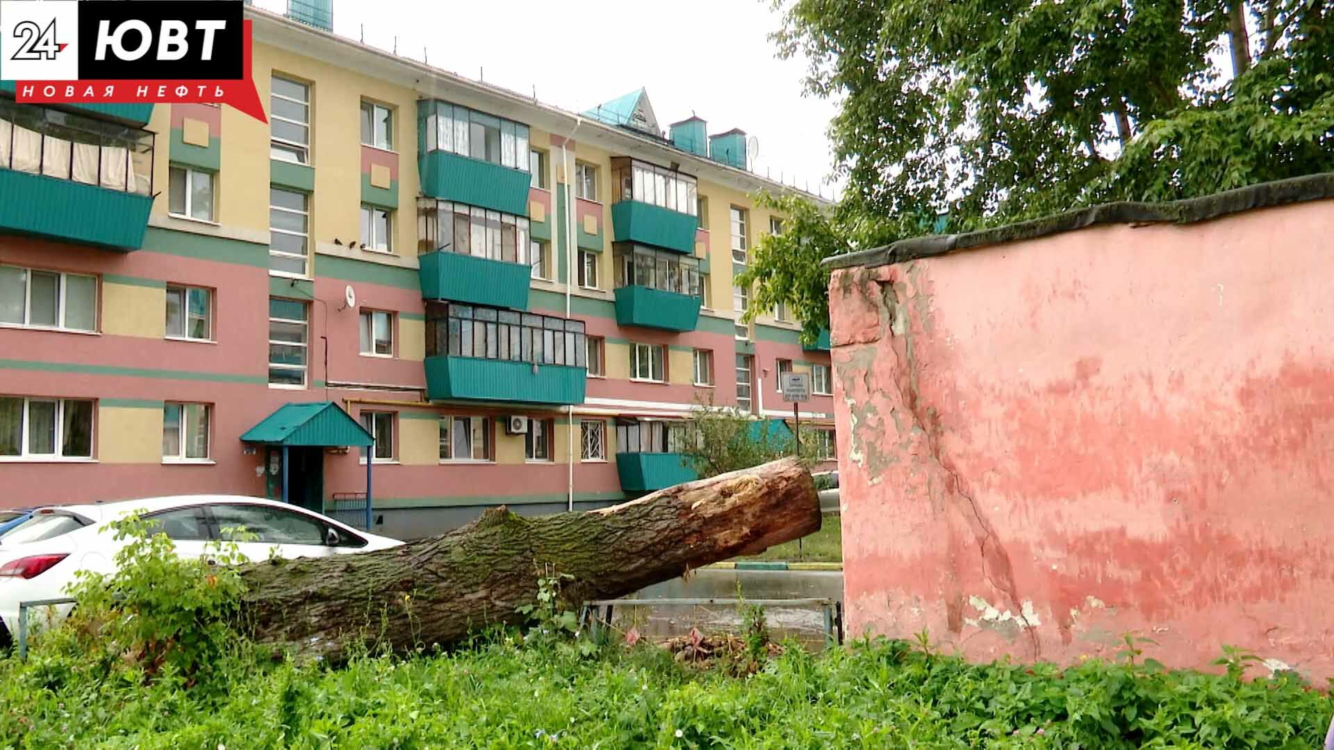 Житель Альметьевска пытается добиться возмещения ущерба от упавшего дерева