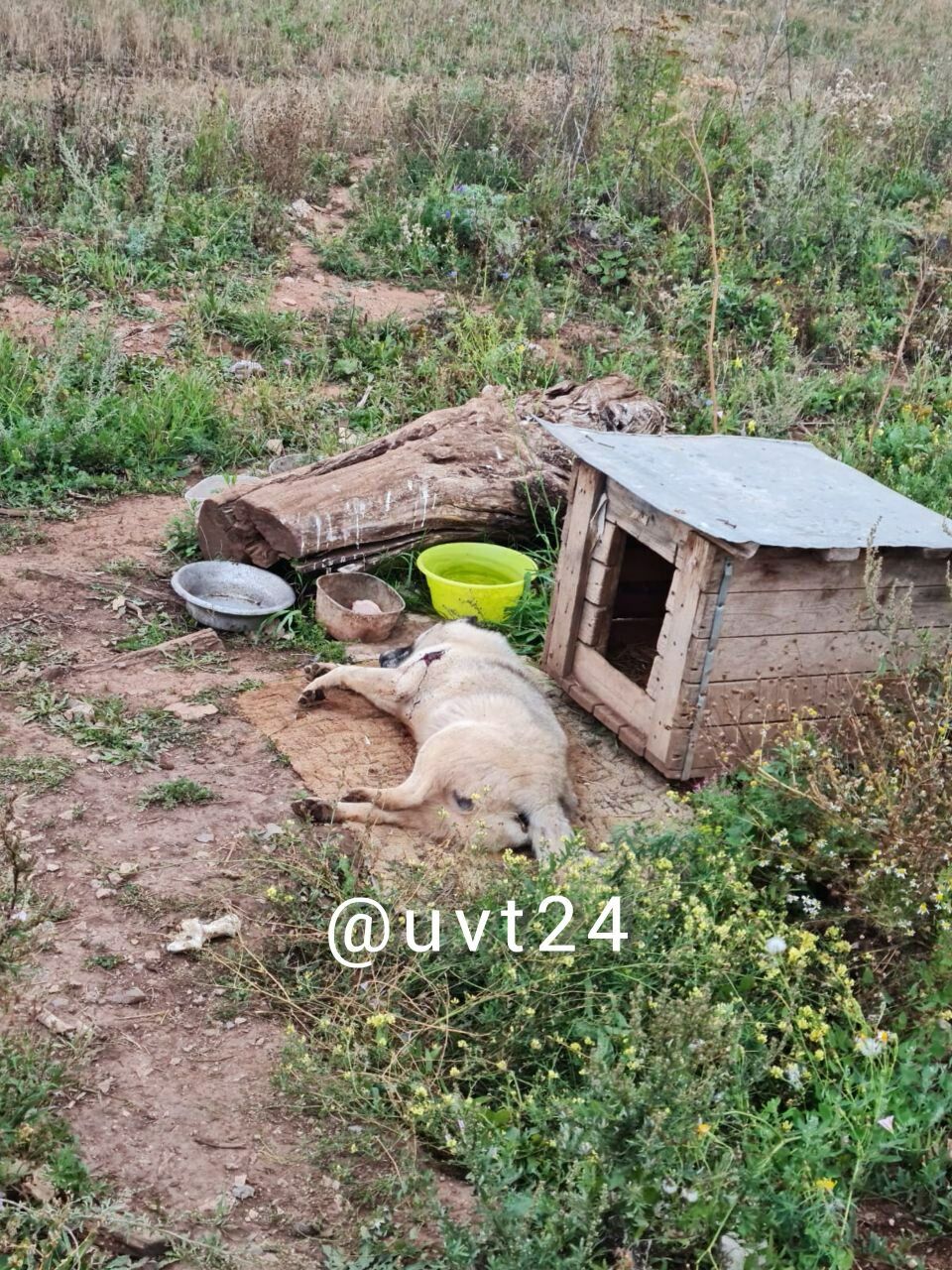 Неизвестные убили знаменитого альметьевского Хатико