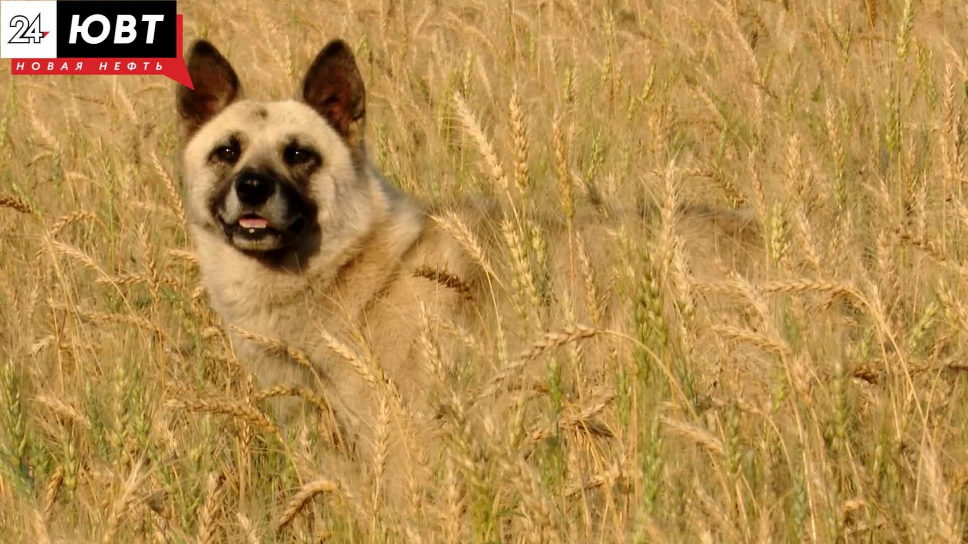 Грустная история преданности: пес полгода живет у дороги в Альметьевском районе