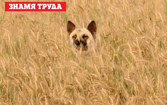 Невероятная история верности: в Альметьевском районе больше полугода у трассы живёт пёс