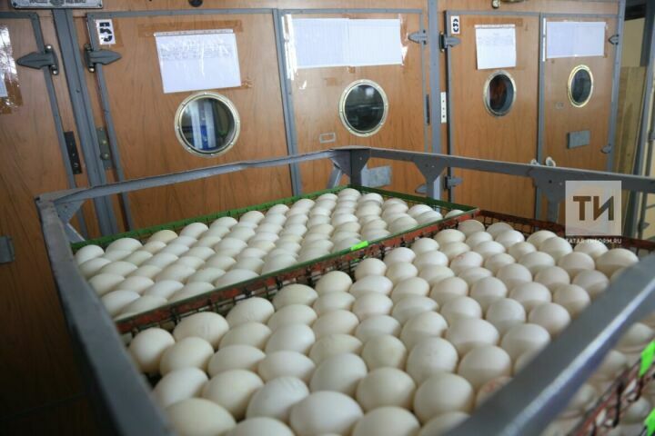 Яйца местного производства появятся в магазинах Альметьевска
