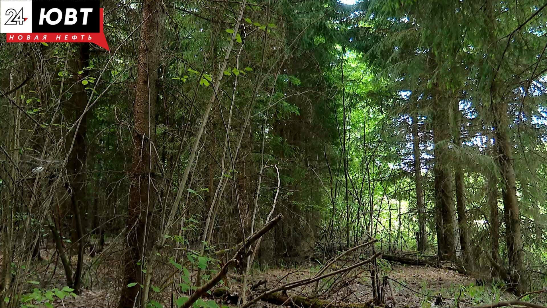В Республике Татарстан введен временный запрет на посещение лесов&nbsp;