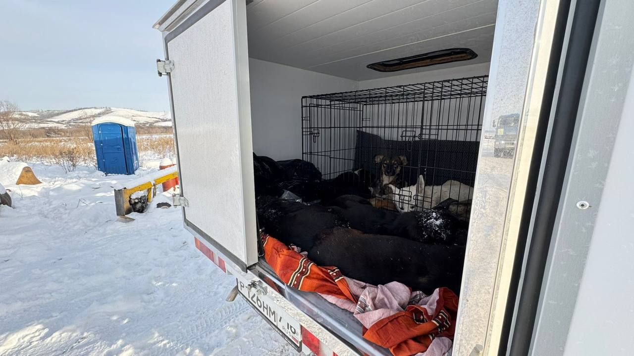 В Альметьевске поймали 16 бездомных собак