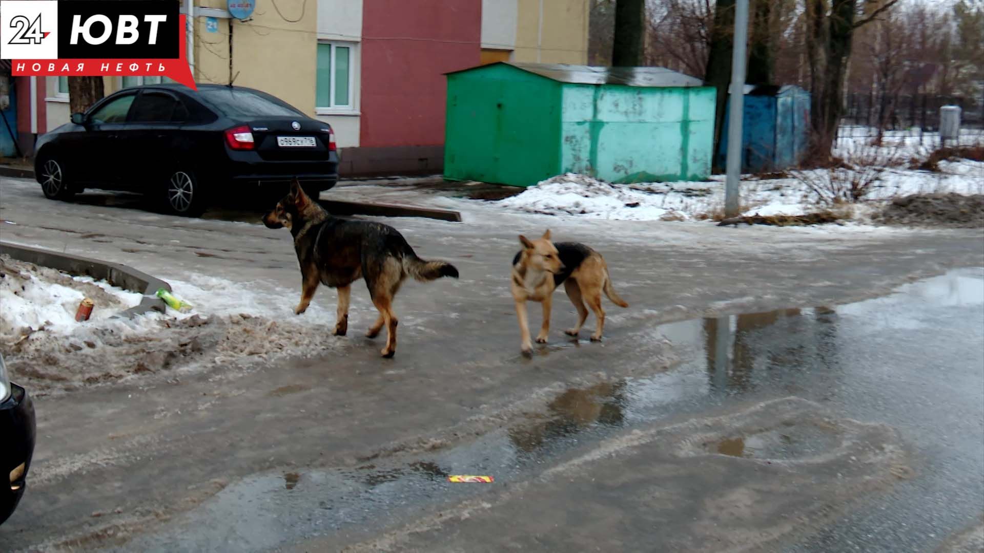 Жители Альметьевска жалуются на большие стаи бездомных собак