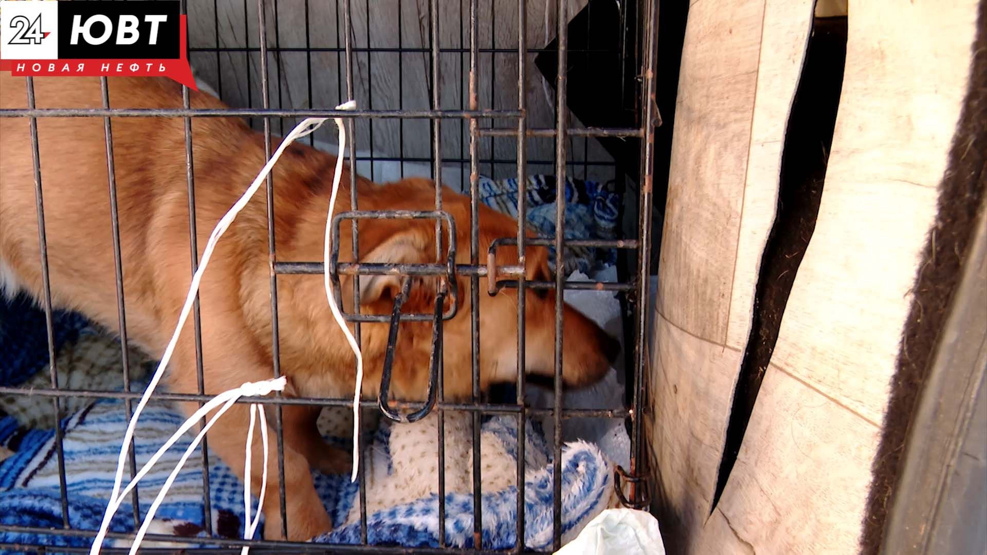 Жительница Тихоновки в Альметьевском районе подарила бездомным животным надежду обрести дом