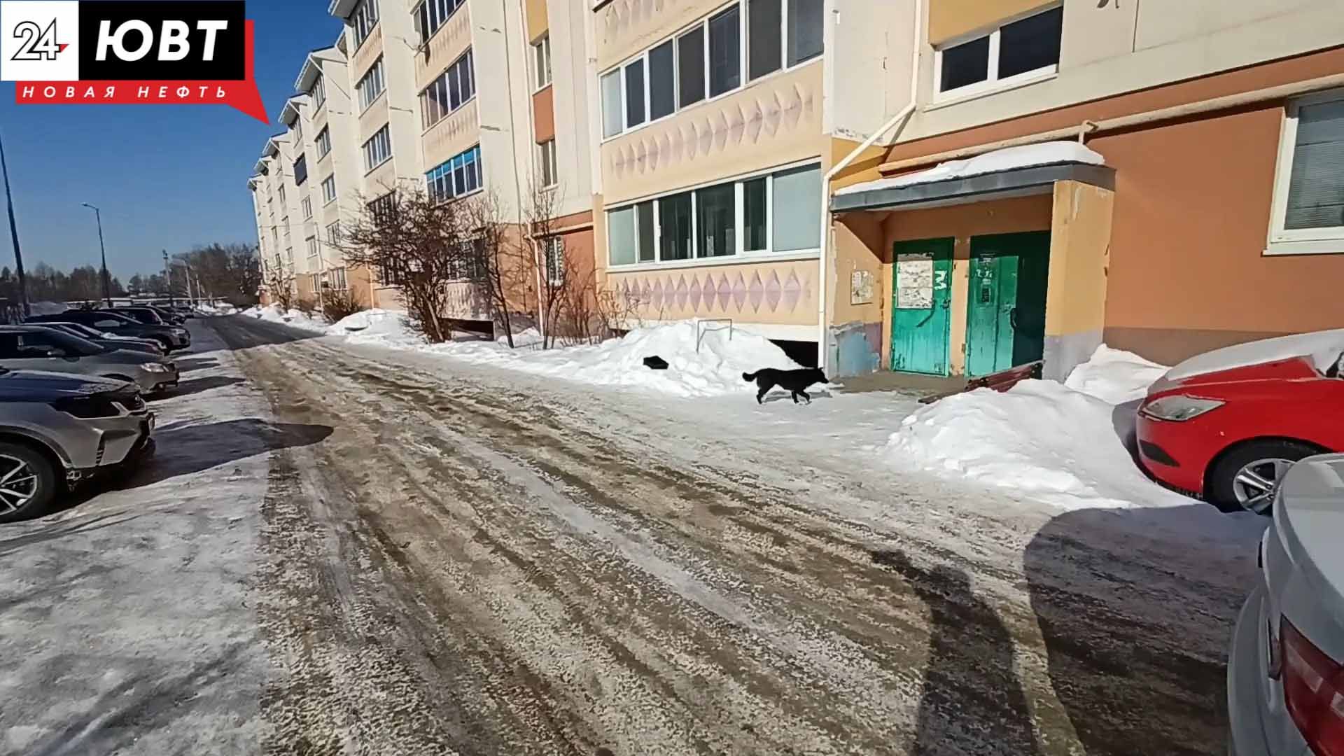 Бродячая чипированная собака укусила местную жительницу в Альметьевске