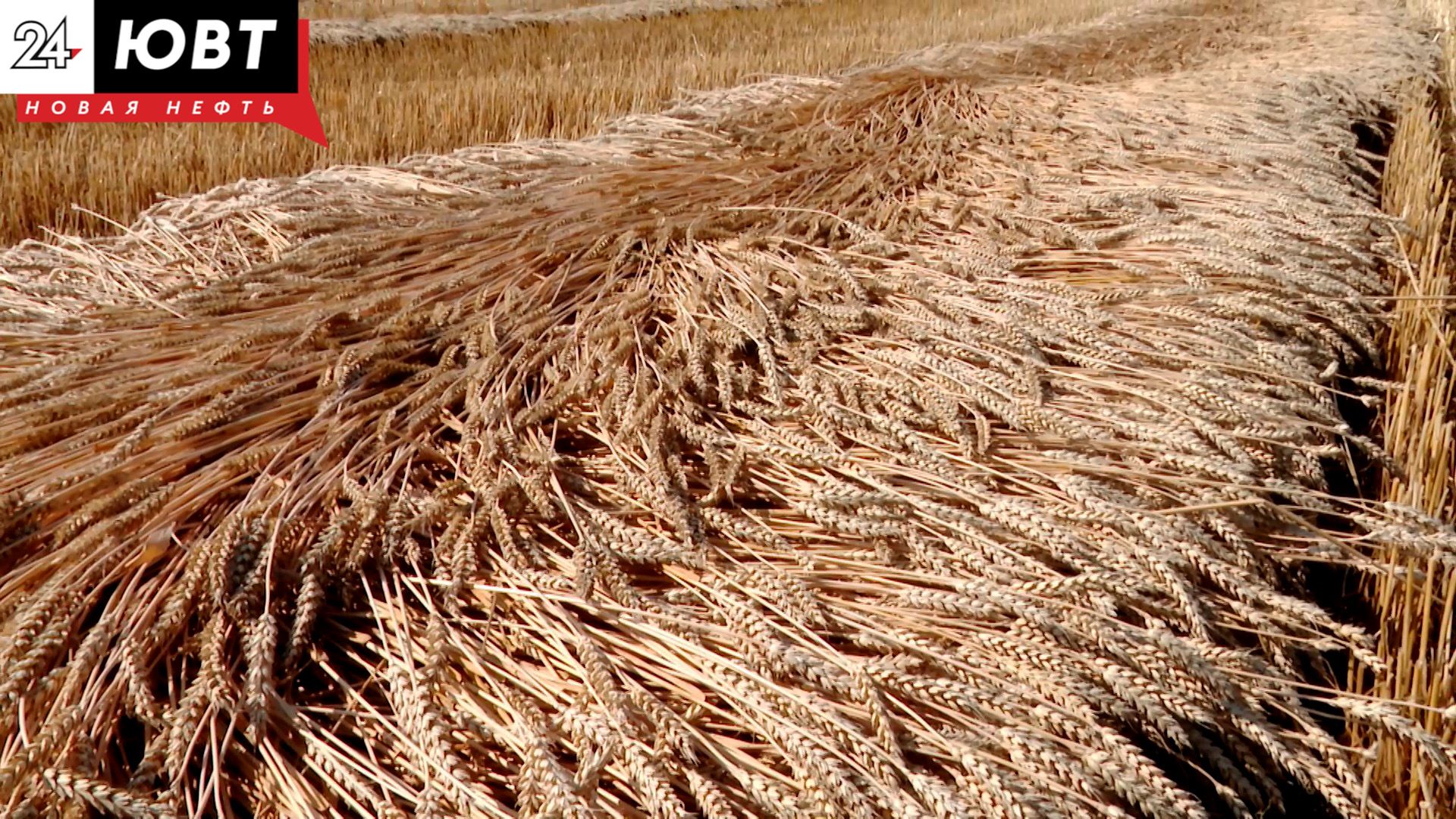 На 19,75% заражены семена яровой пшеницы в Татарстане