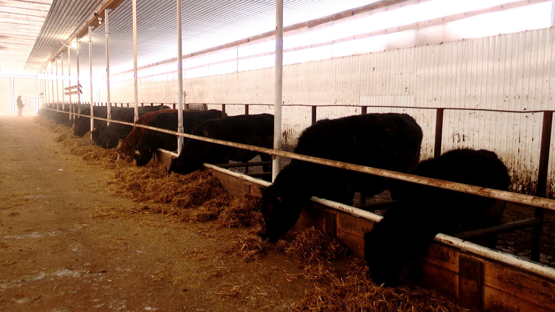 Татарстанским фермам, содержащим коров, рекомендовано перейти на закрытый режим работы