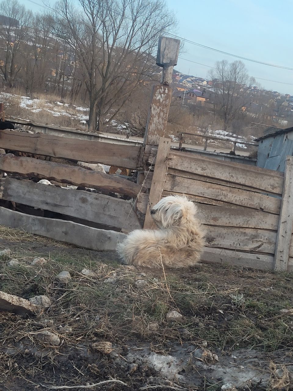 В Альметьевске неизвестные посадили собаку на короткую цепь
