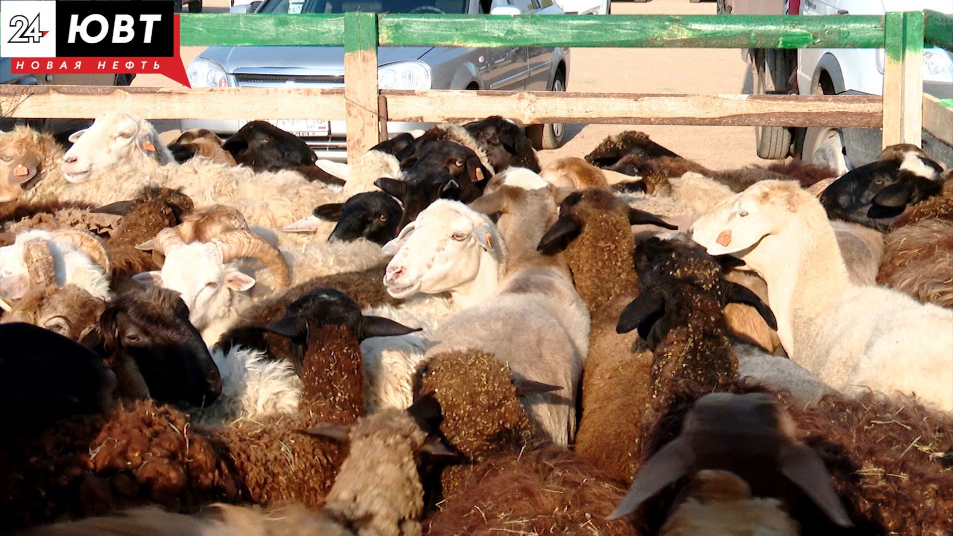 Альметьевский фермер поставил на Курбан-байрам в Казань овец без ветеринарных заключений