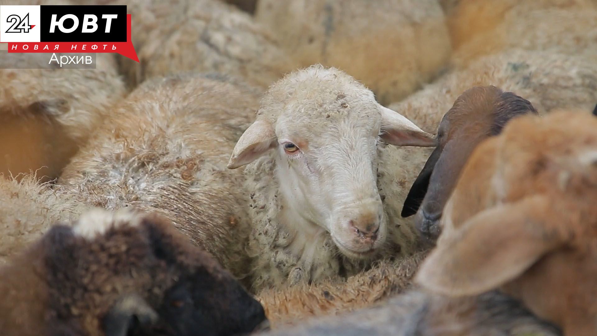 В Татарстане продолжают обследовать овец, завезенных альметьевским фермером в Казань