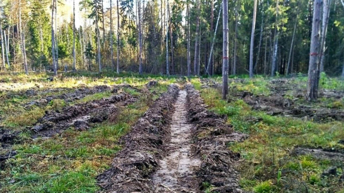 10 тонн семян деревьев заготовят в Татарстане