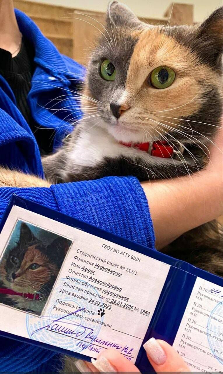Кошка из Альметьевска стала студенткой вуза