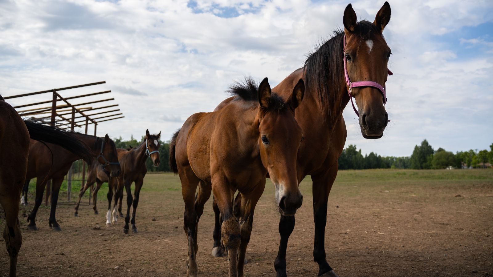 Минсельхозпрод РТ ведет прием заявок на возмещение части затрат для ЛПХ