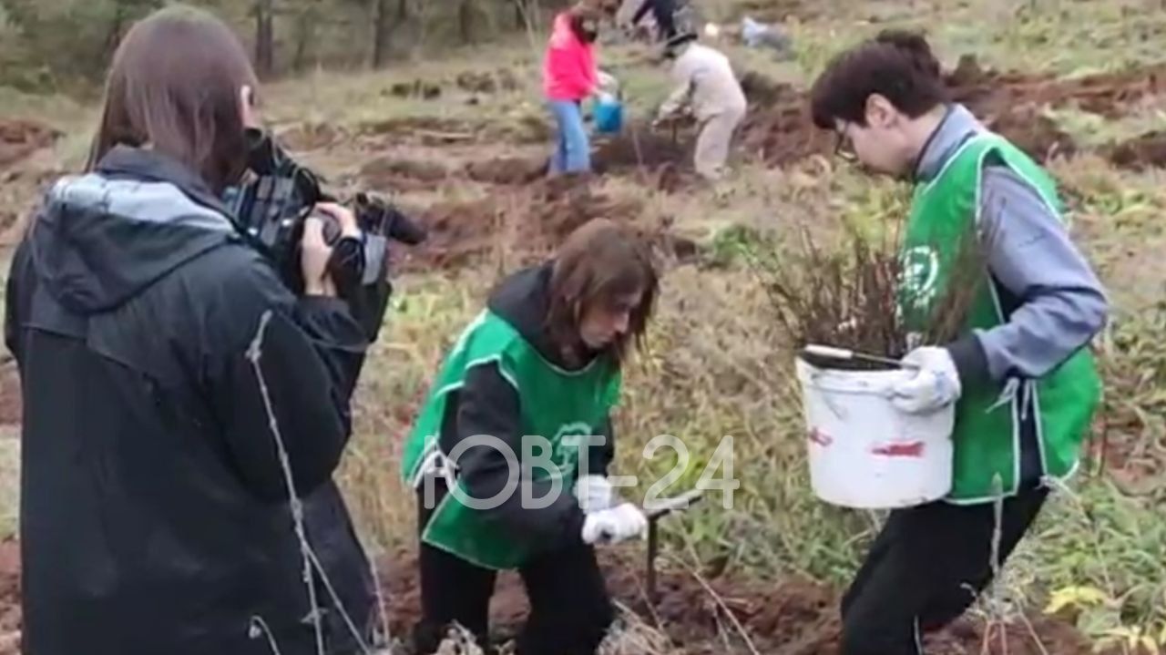 Массовая посадка ясеней прошла в Альметьевском районе