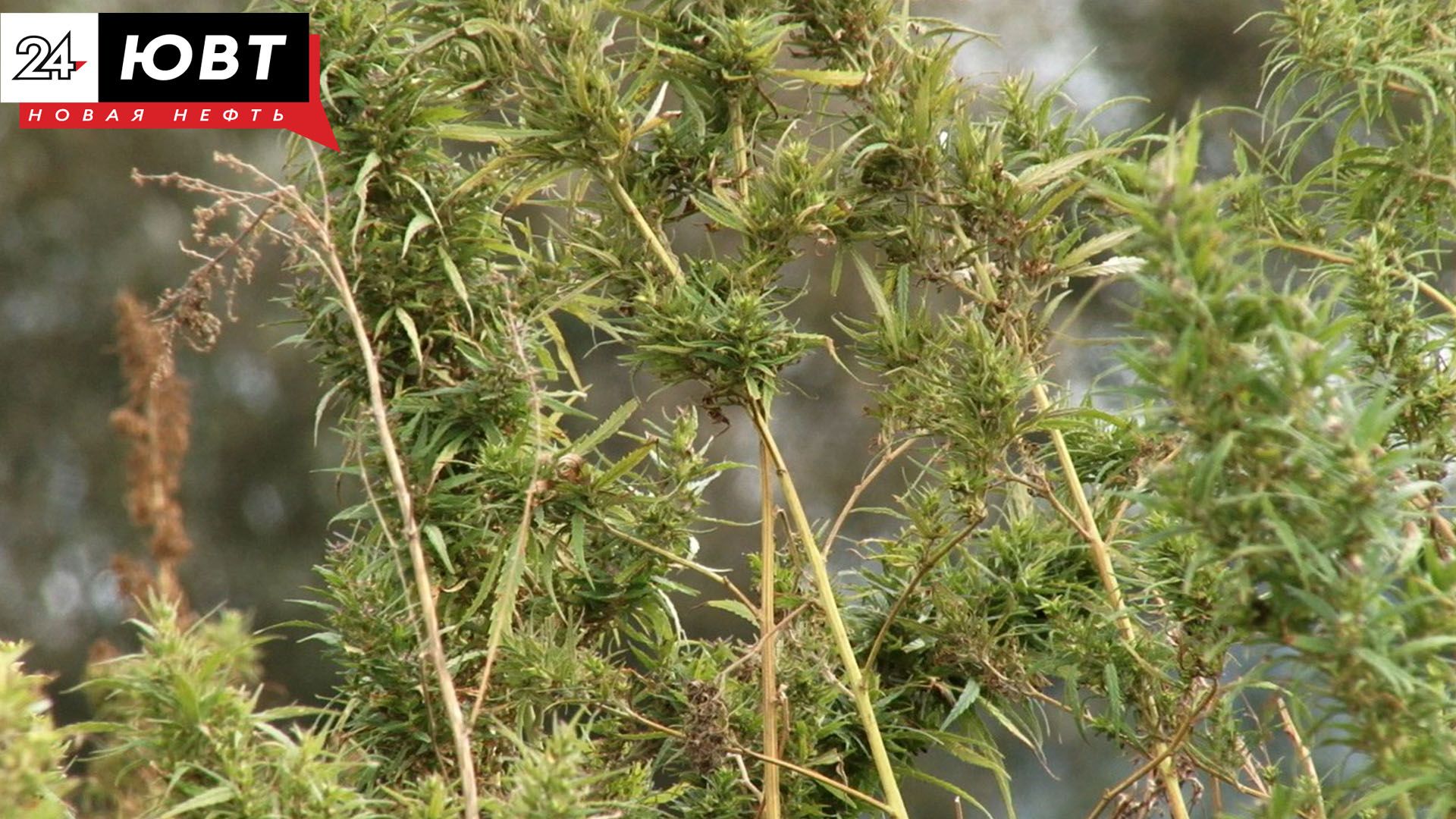 Житель Ютазинского района отсидит почти 3 года за приобретение и хранение наркотиков