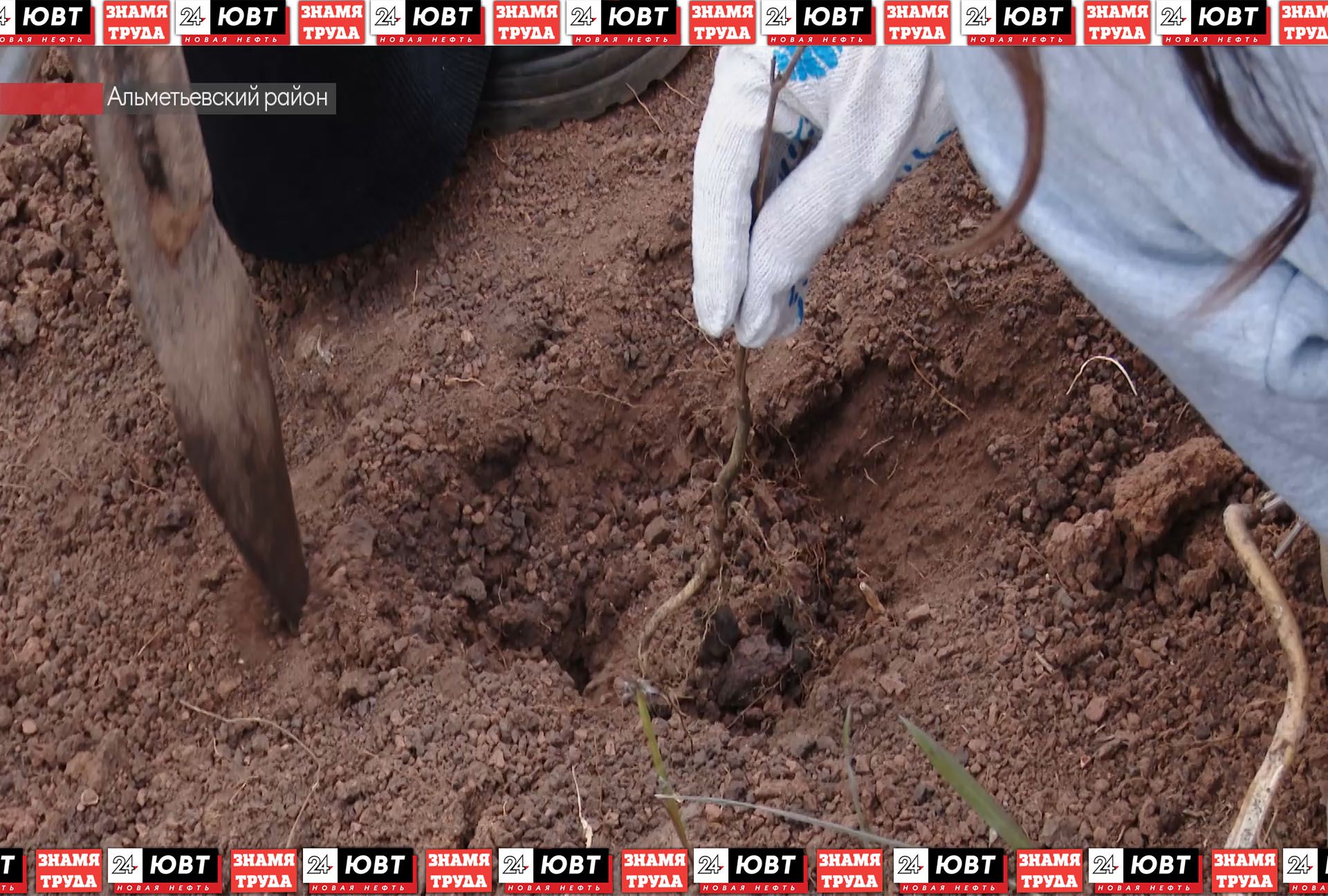 В Альметьевском районе высадили 4 тыс ясеней в рамках акции «Сохраним лес»