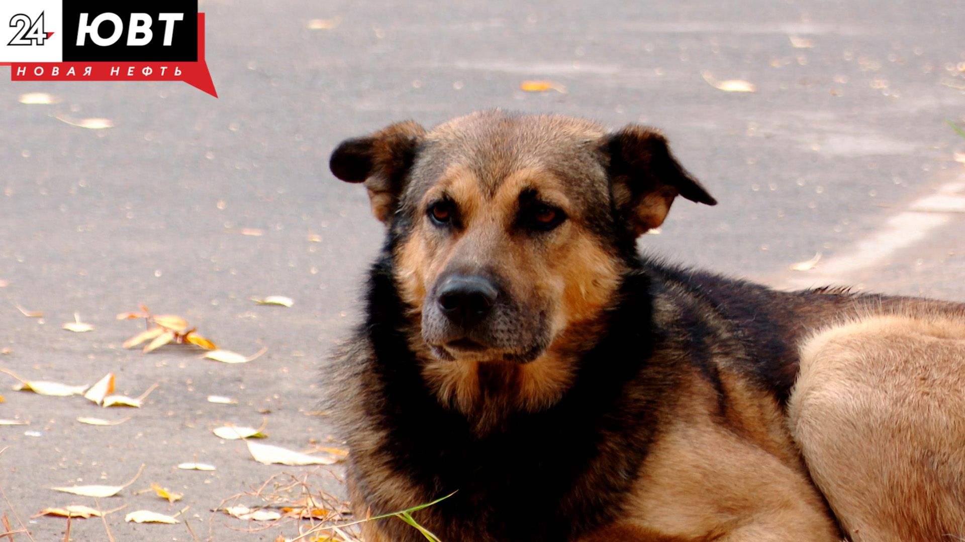 Бугульминец получил 30 тысяч рублей компенсации за укус собаки