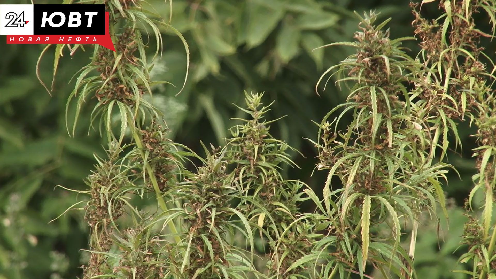 Альметьевца лишили прав из-за наркотической зависимости