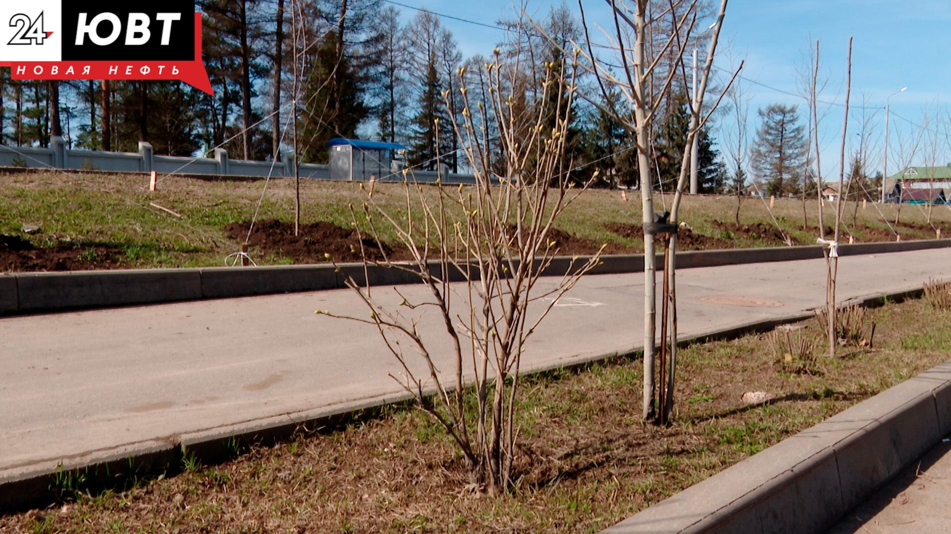 Альметьевск закупил полторы тысячи деревьев и кустарников для озеленения