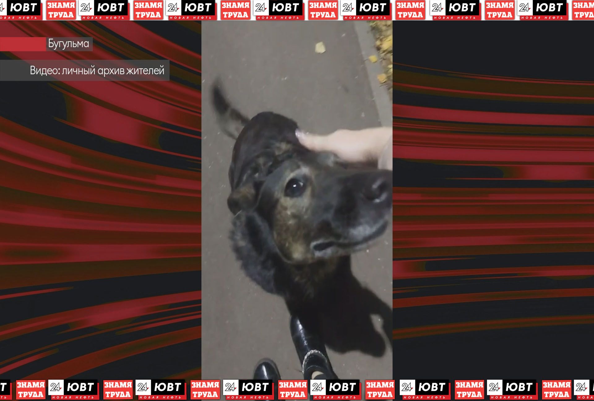 В одном из дворов Бугульмы умирают собаки