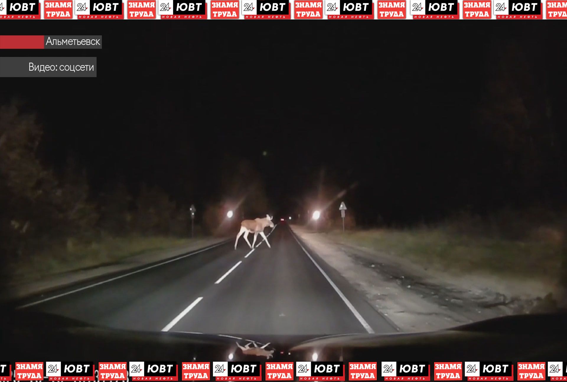 Альметьевцы все чаще замечают диких зверей в городе