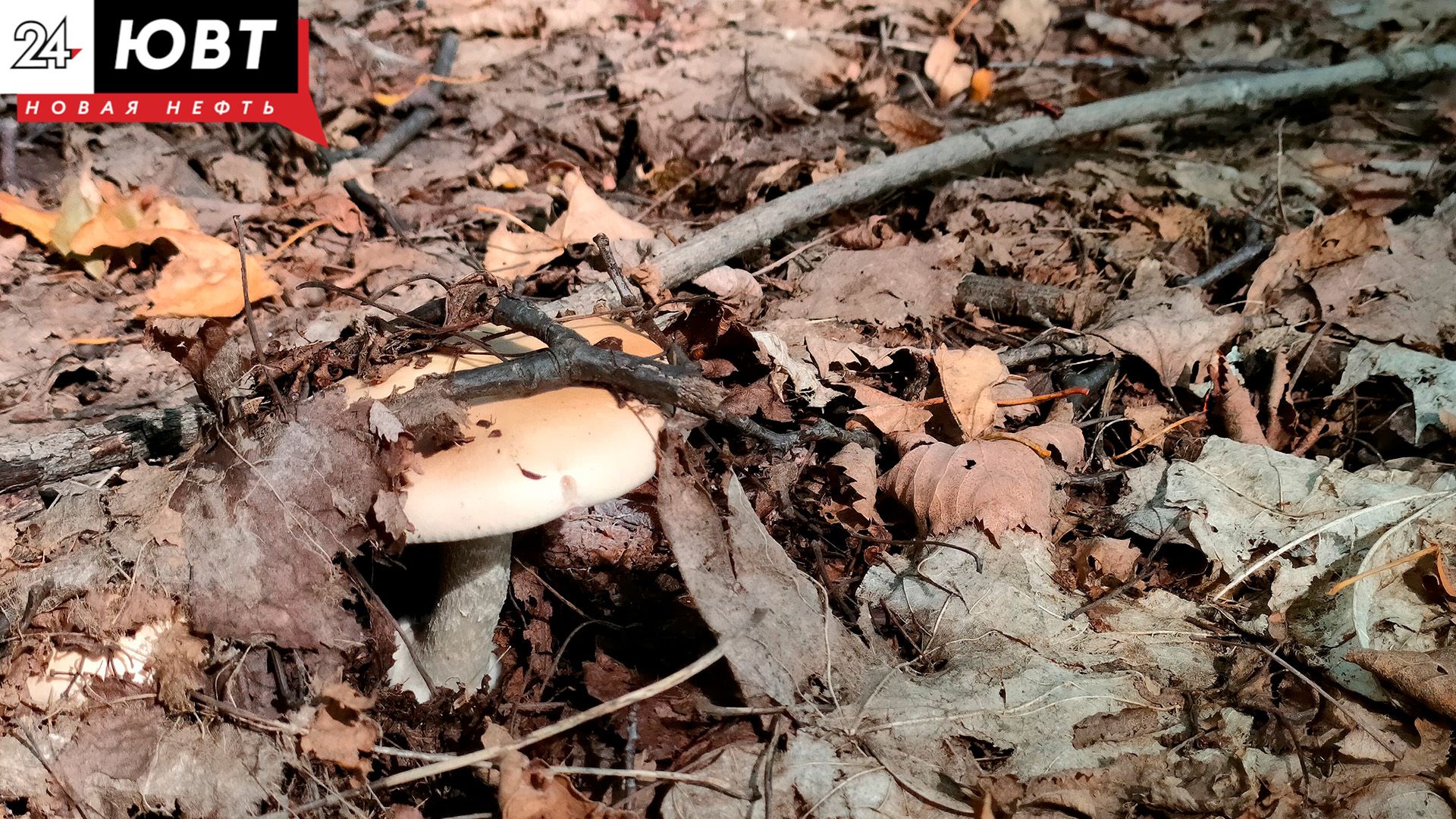 В Азнакаевском районе обнаружили редкие грибы и растения