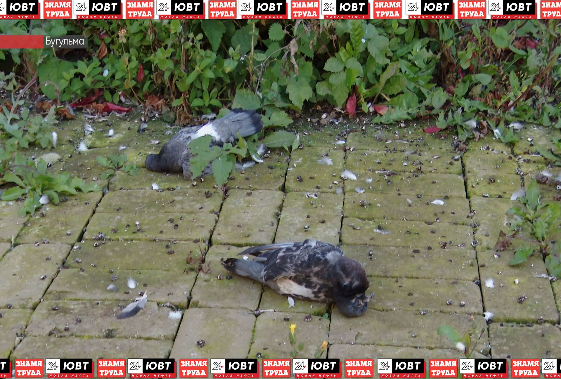 В Бугульме массово гибнут голуби